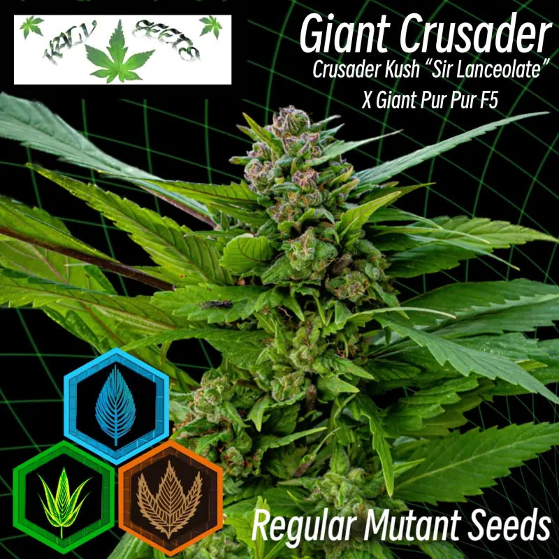 Giant crusader - mutant reg kalyseeds cannabis seeds ad