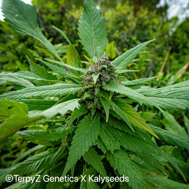 Giant crusader - mutant reg kalyseeds cannabis seeds sold