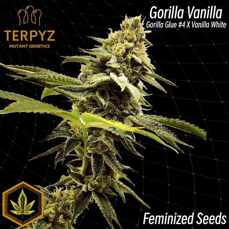 Gorilla vanilla© fem terpyz feminized seeds cannabis