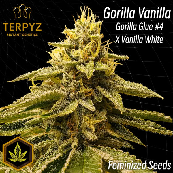 Gorilla vanilla© fem terpyz feminized cannabis seeds