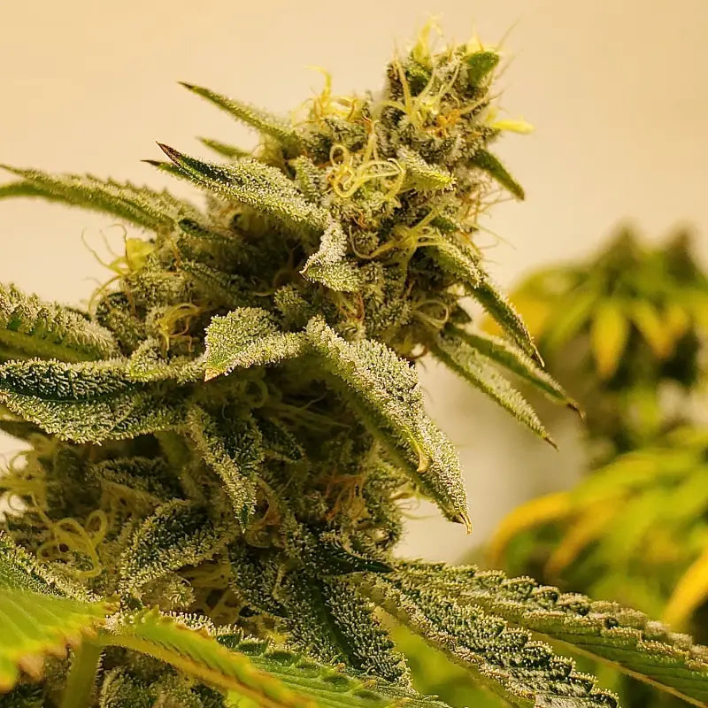 Gorilla vanilla© fem terpyz feminized cannabis seeds