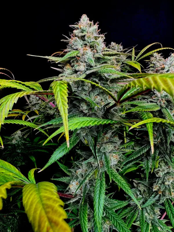 Gorilla vanilla© fem terpyz feminized cannabis seeds