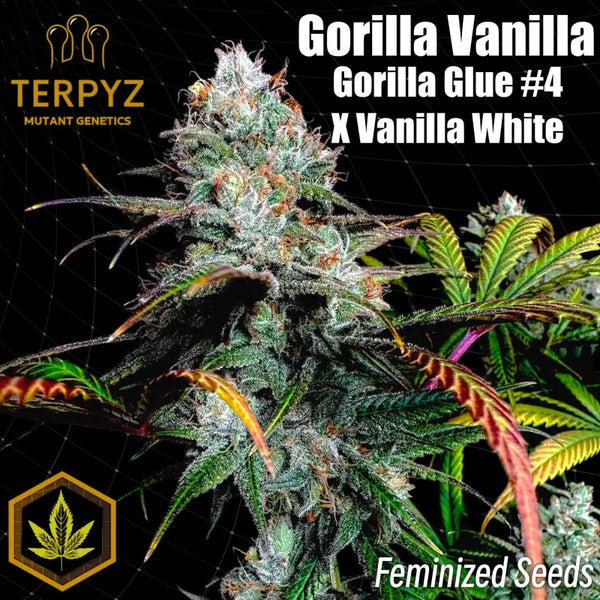Gorilla vanilla© fem terpyz feminized cannabis seeds