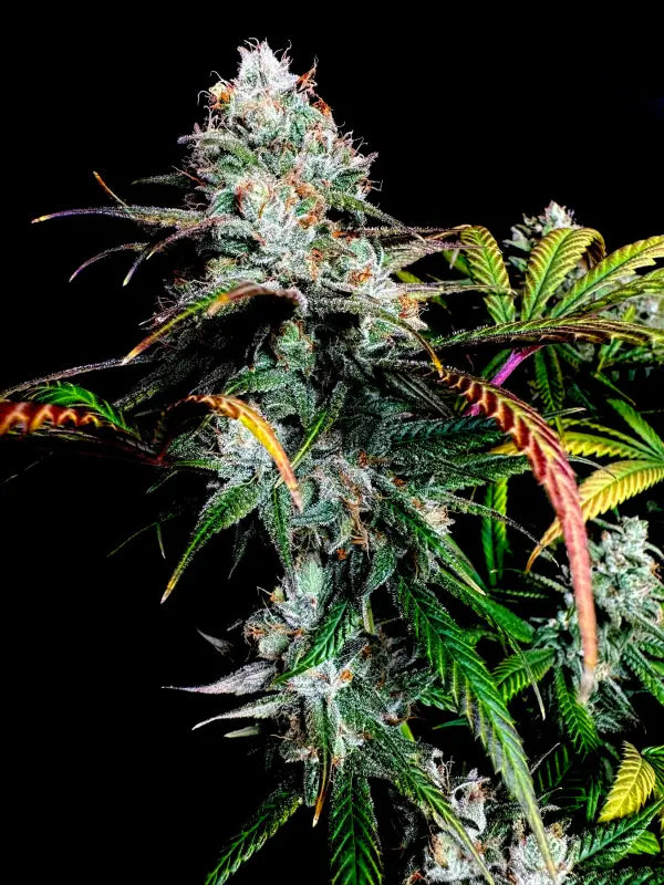 Gorilla vanilla© fem terpyz feminized cannabis seeds