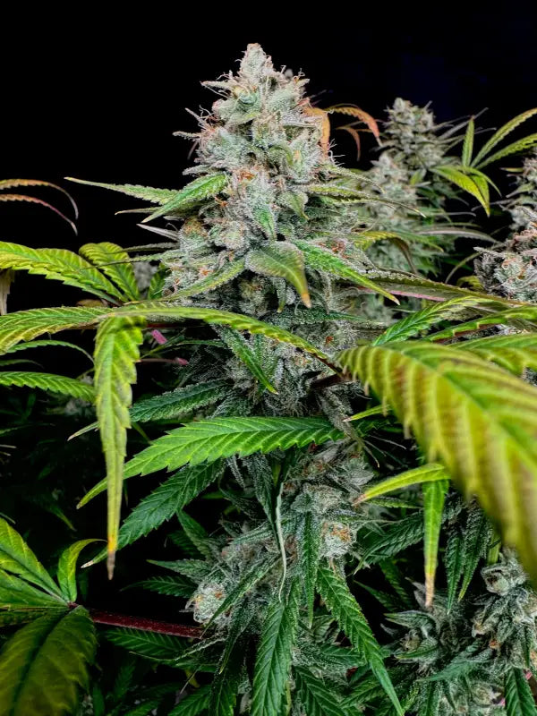 Gorilla vanilla© fem terpyz feminized cannabis seeds