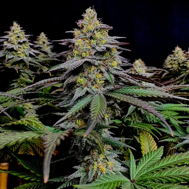 Gorilla vanilla© fem terpyz feminized cannabis seeds