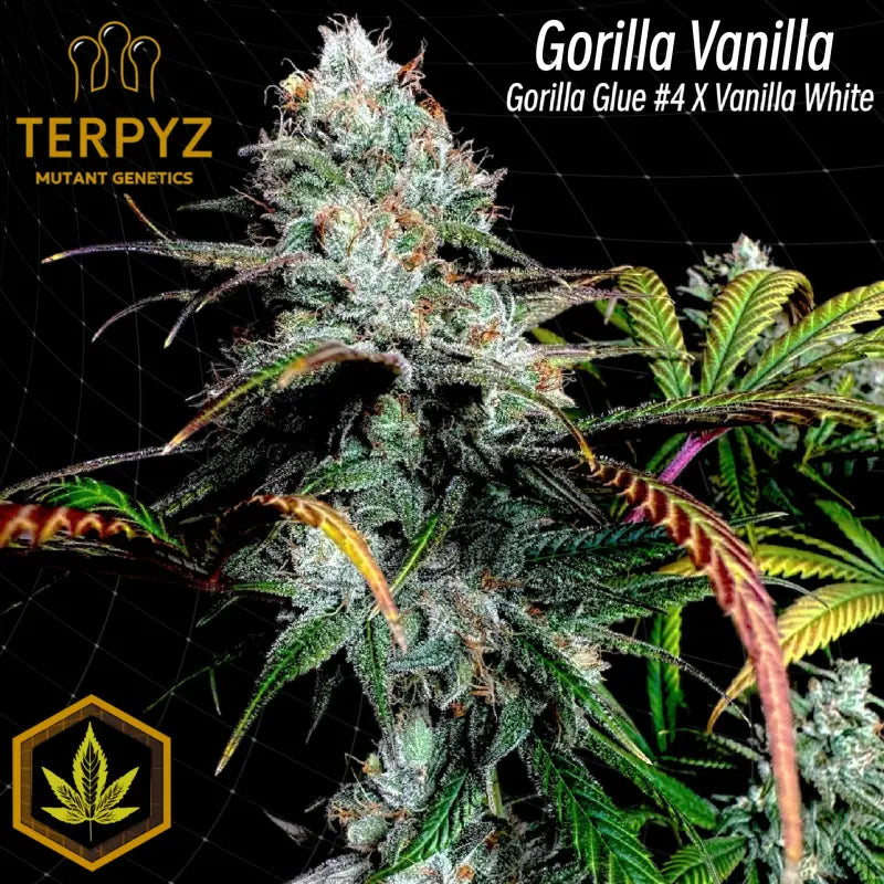 Gorilla vanilla© fem terpyz feminized cannabis seeds