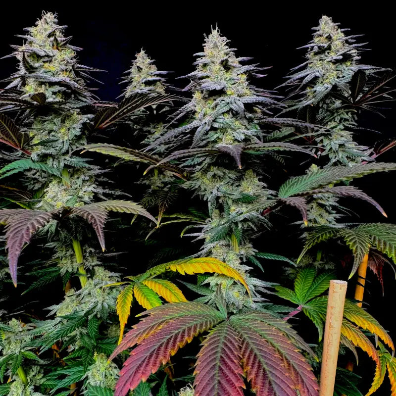 Gorilla vanilla© fem terpyz feminized cannabis seeds