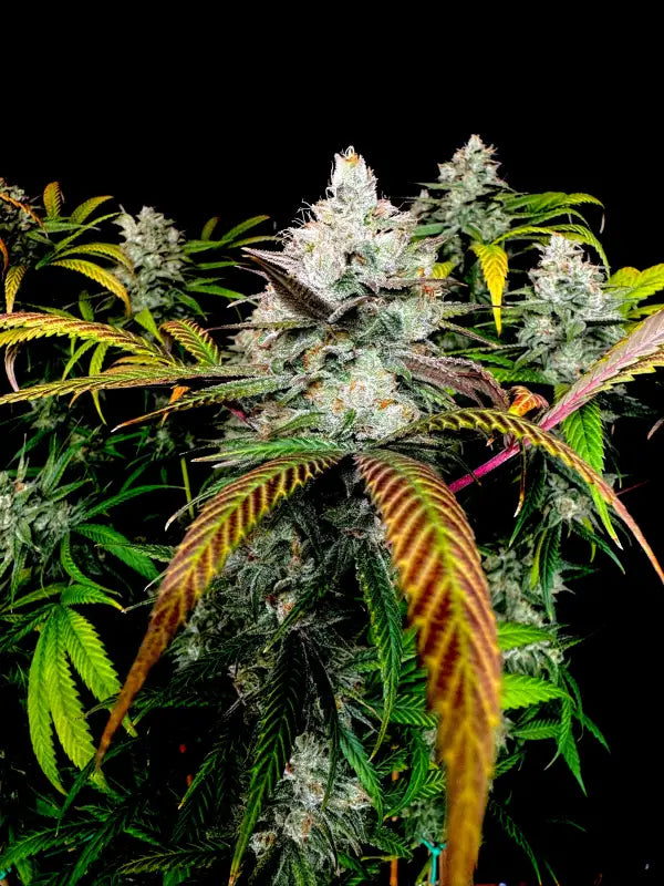 Gorilla vanilla© fem terpyz feminized cannabis seeds