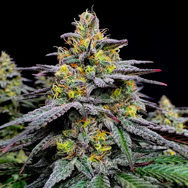 Gorilla vanilla© fem terpyz feminized cannabis seeds