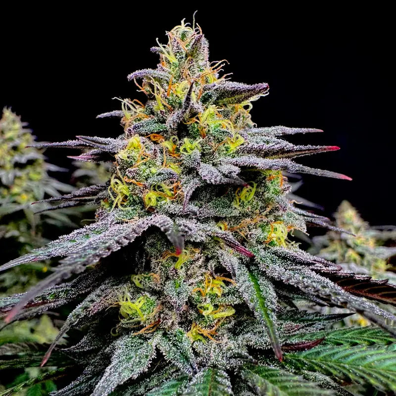 Gorilla vanilla© fem terpyz feminized cannabis seeds