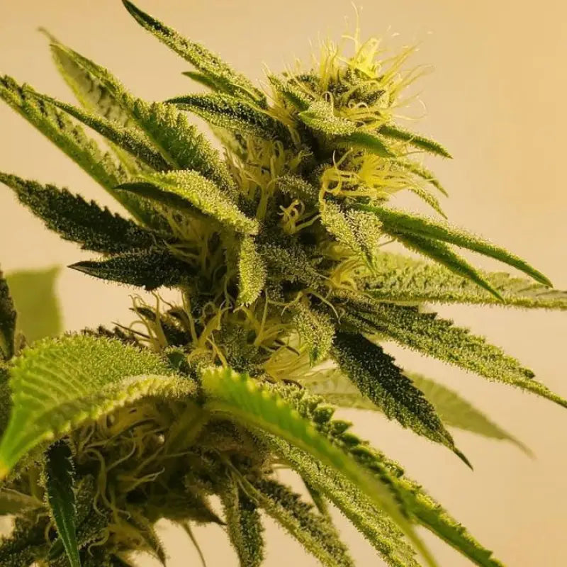 Gorilla vanilla© fem terpyz feminized seeds cannabis