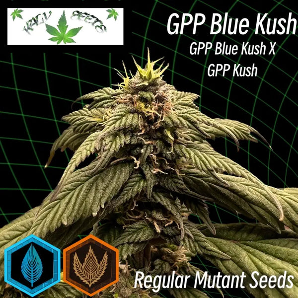 Gpp blue kush - mutant reg kalyseeds cannabis seeds