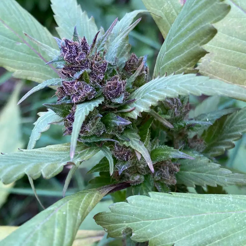 Gpp blue kush - mutant reg kalyseeds cannabis seeds blade