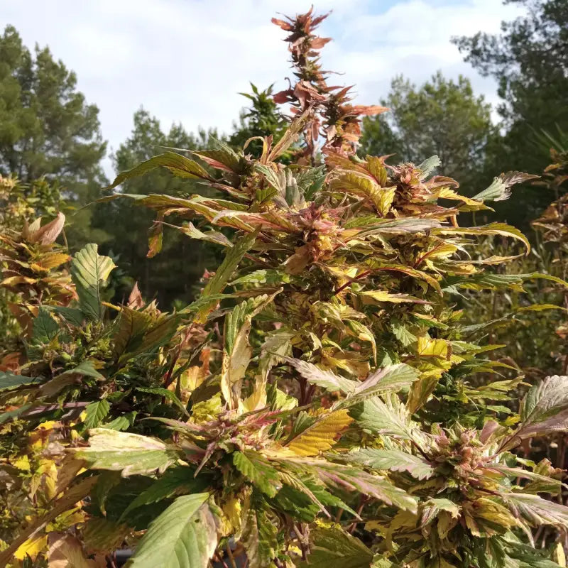 Gpp ’ neon variegated - reg kalyseeds cannabis seeds