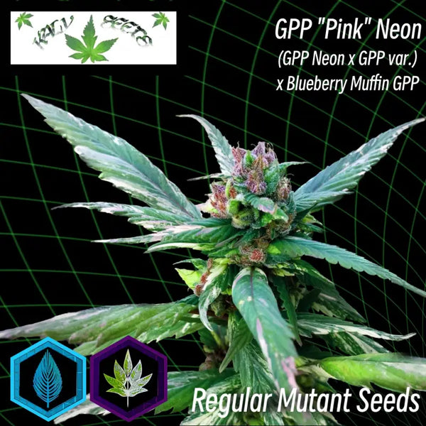 Gpp ’ neon variegated - reg kalyseeds cannabis seeds mutant