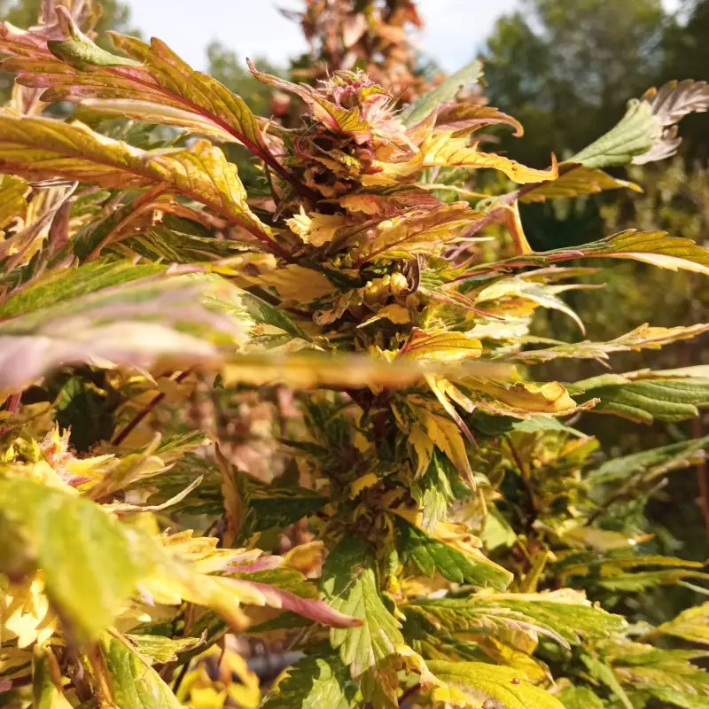 Gpp ’ neon variegated - reg kalyseeds cannabis seeds