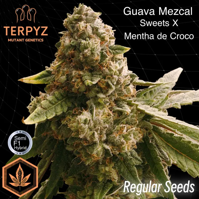 Guava mezcal© semi f1 reg terpyz mutant genetics hybrid