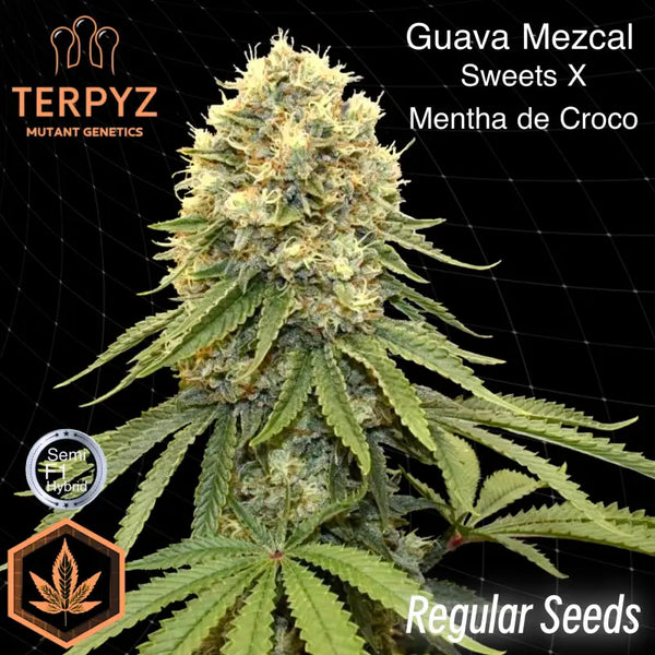 Guava mezcal© semi f1 reg terpyz mutant genetics hybrid
