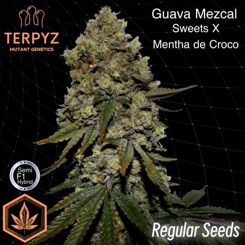 Guava mezcal© semi f1 reg terpyz mutant genetics hybrid