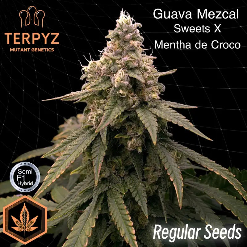 Guava mezcal© semi f1 reg terpyz mutant genetics hybrid