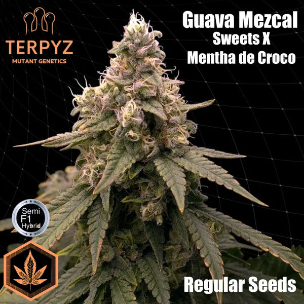 Guava mezcal© semi f1 reg terpyz mutant genetics hybrid