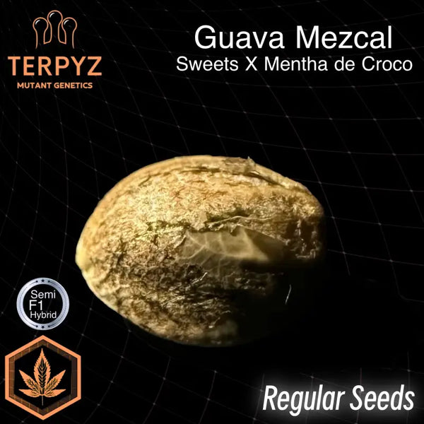 Guava mezcal© semi f1 reg terpyz mutant genetics cannabis