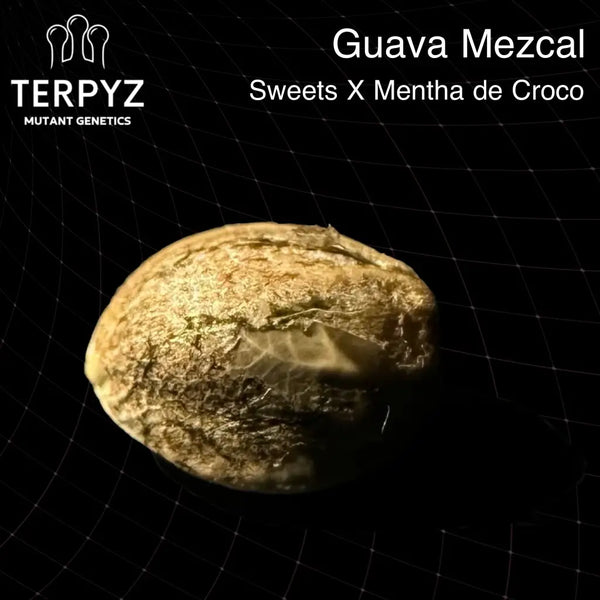 Guava mezcal - regular mutant hybrid seeds terpyz genetics