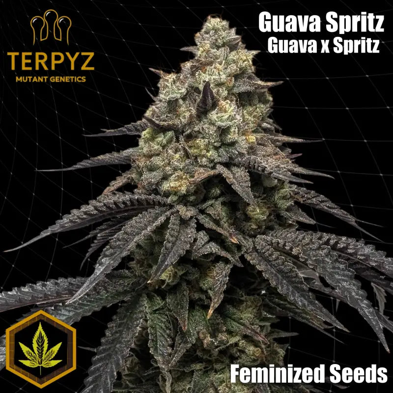 Guava spritz© fem terpyz feminized cannabis seeds feminised