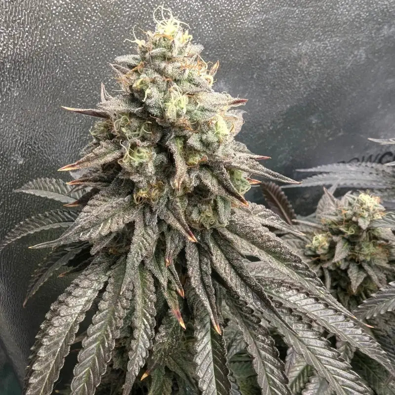 Guava spritz© fem terpyz feminized cannabis seeds feminised