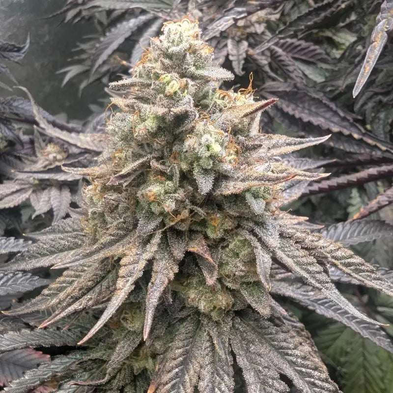 Guava spritz© fem terpyz feminized cannabis seeds feminised