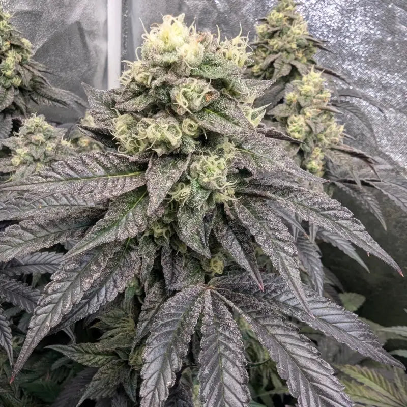 Guava spritz© fem terpyz feminized cannabis seeds feminised