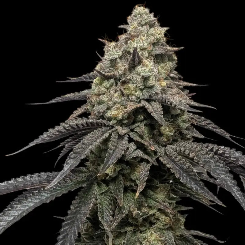 Guava spritz© fem terpyz feminized cannabis seeds feminised