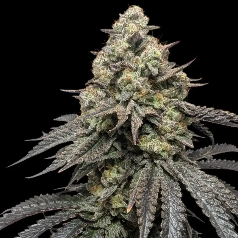 Guava spritz© fem terpyz feminized cannabis seeds feminised