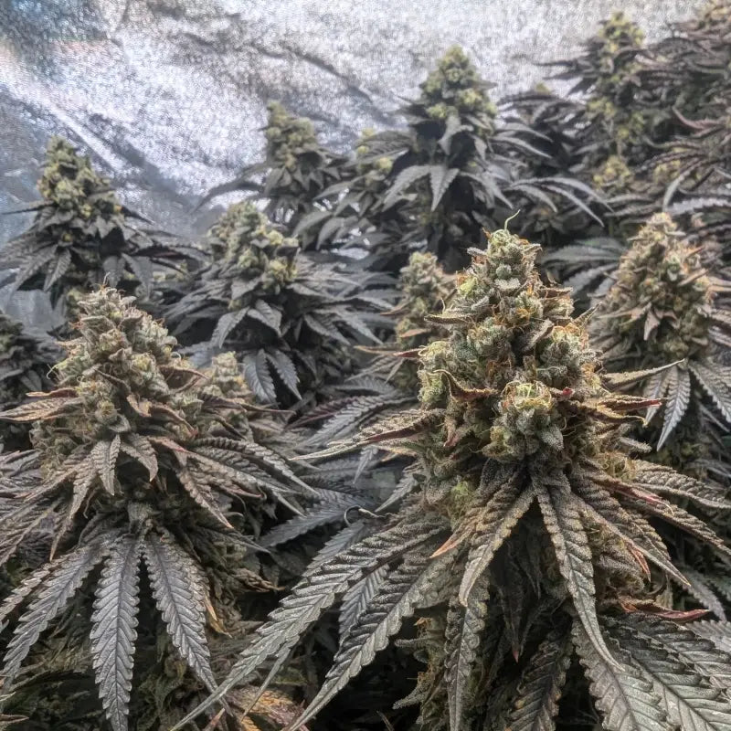 Guava spritz© fem terpyz feminized cannabis seeds feminised