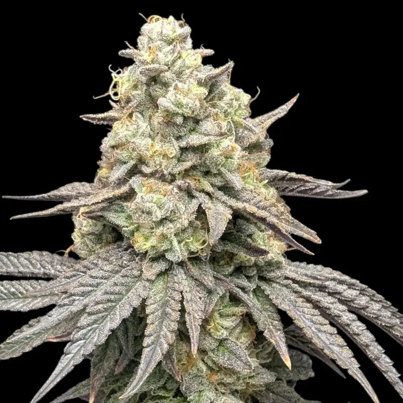 Guava spritz© fem terpyz feminized cannabis seeds feminised