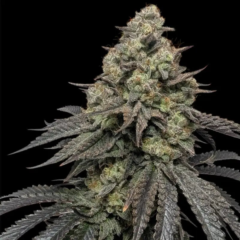 Guava spritz© fem terpyz feminized cannabis seeds feminised