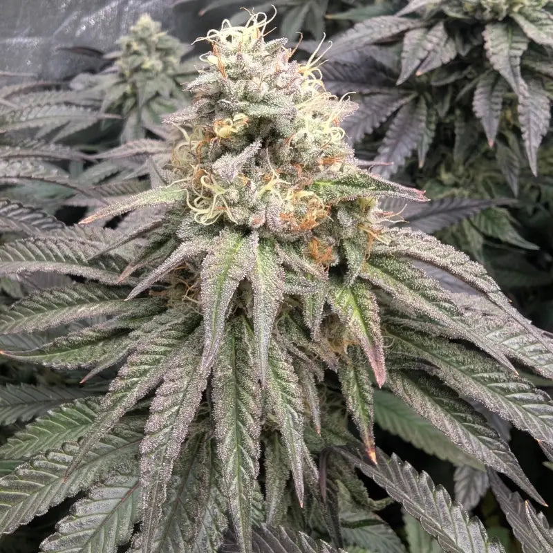 Guava spritz© fem terpyz feminized cannabis seeds feminised