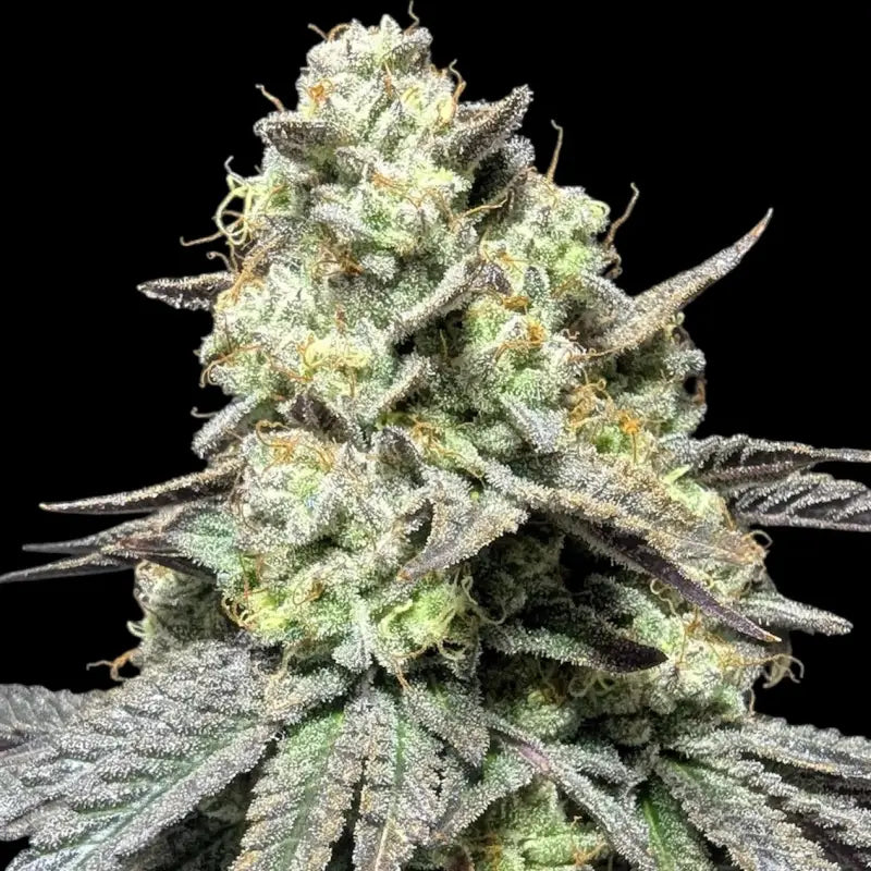 Guava spritz© fem terpyz feminized cannabis seeds feminised