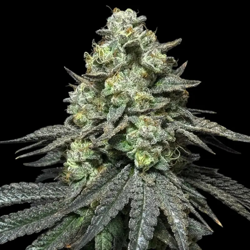 Guava spritz© fem terpyz feminized cannabis seeds feminised