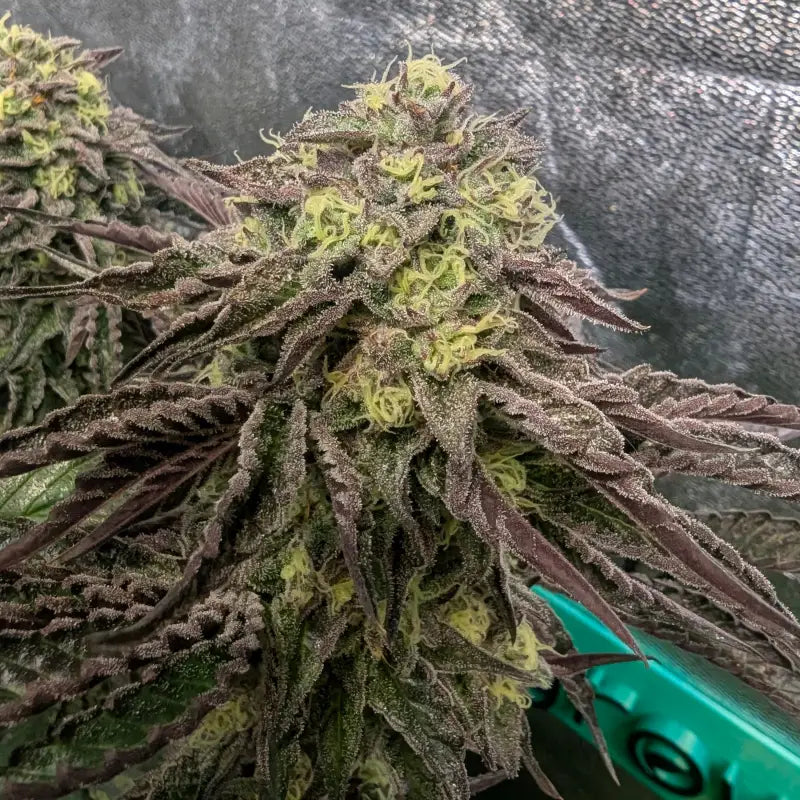 Ice cream marker© fem terpyz feminized cannabis seeds