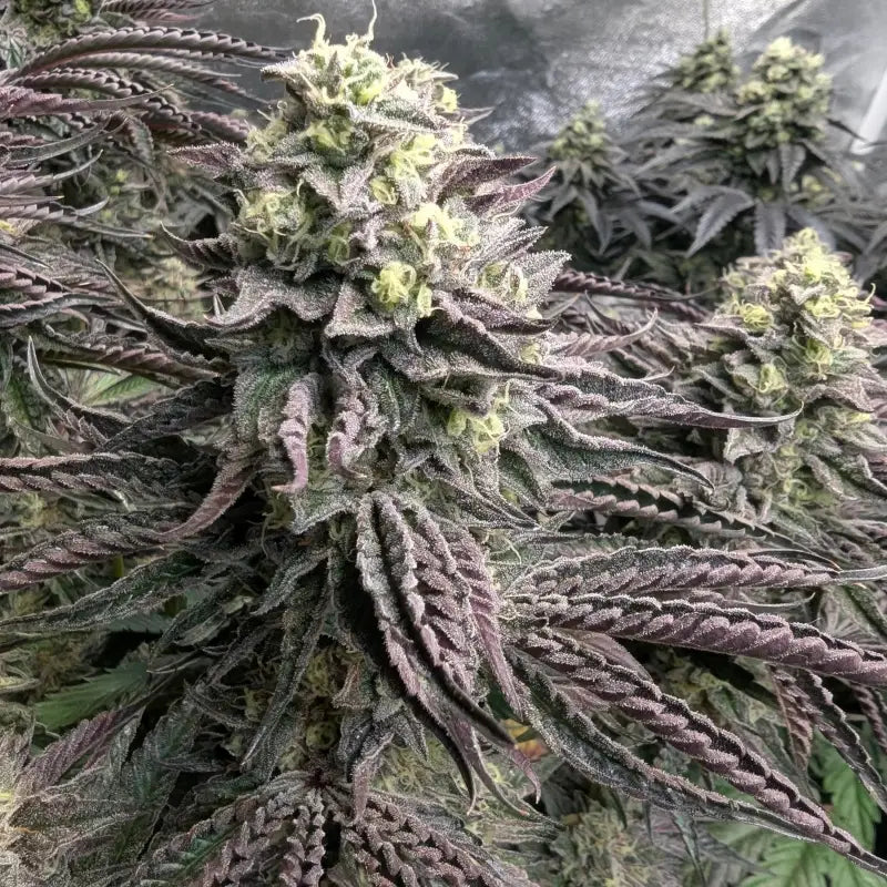 Ice cream marker© fem terpyz feminized cannabis seeds