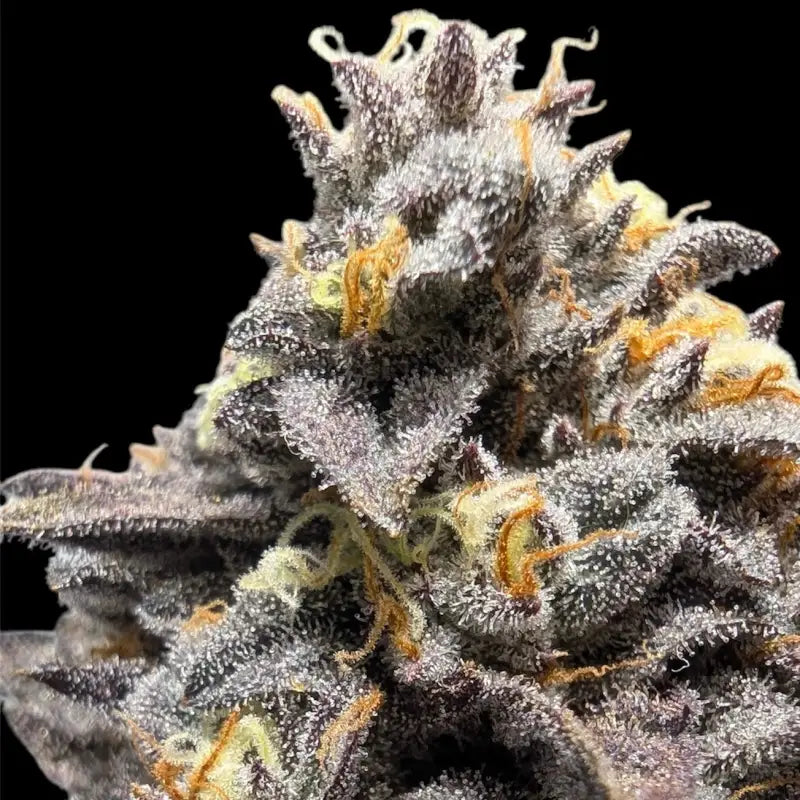 Ice cream marker© fem terpyz feminized cannabis seeds