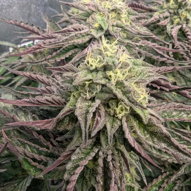 Ice cream marker© fem terpyz feminized cannabis seeds