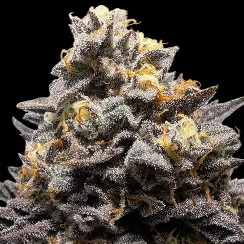 Ice cream marker© fem terpyz feminized cannabis seeds