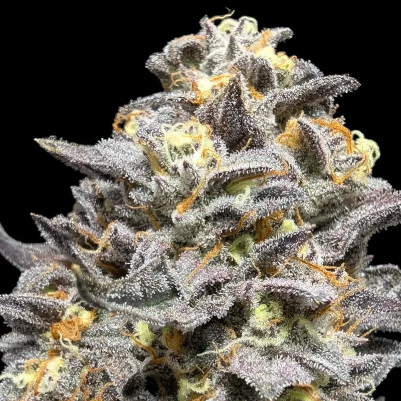 Ice cream marker© fem terpyz feminized cannabis seeds