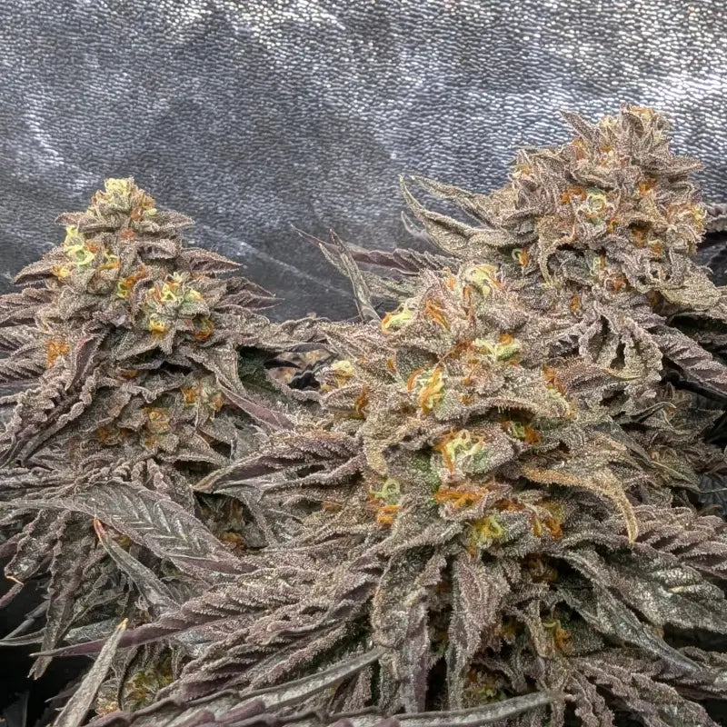 Ice cream marker© fem terpyz feminized cannabis seeds