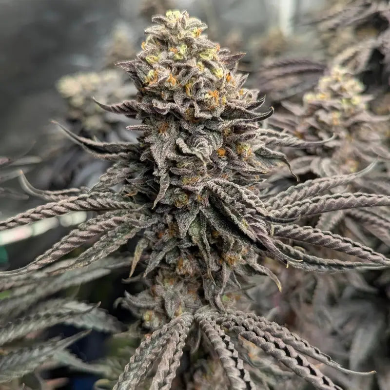 Ice cream marker© fem terpyz feminized cannabis seeds