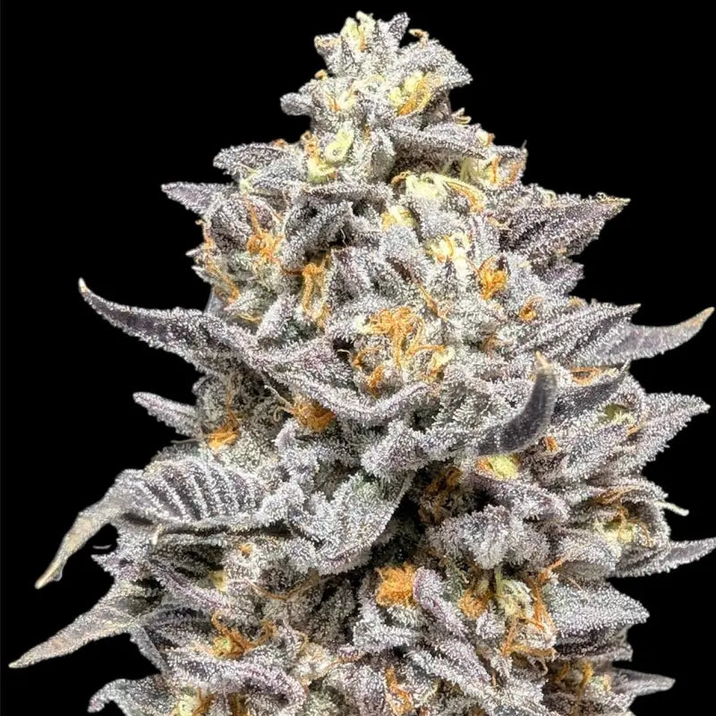 Ice cream marker© fem terpyz feminized cannabis seeds