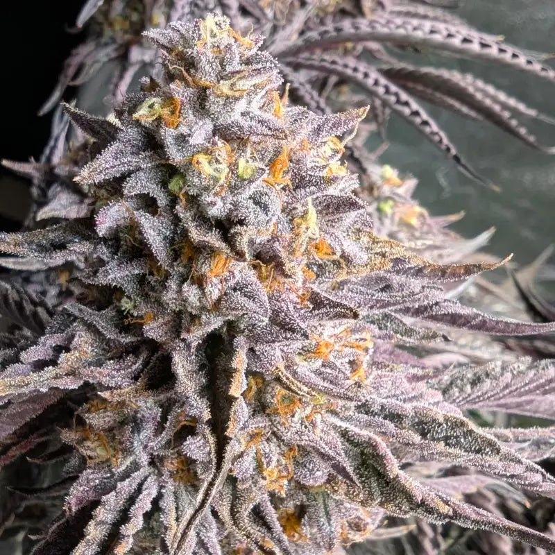 Ice cream marker© fem terpyz feminized cannabis seeds